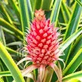 Fiori di Ananas